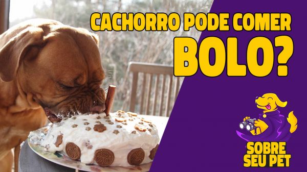 cachorro pode comer bolo?
