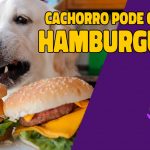 cachorro pode comer hamburguer?