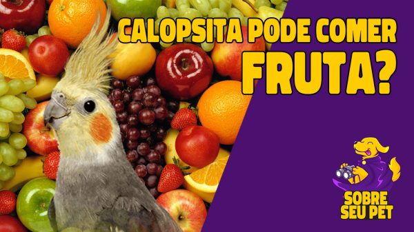 Calopsita pode comer fruta?